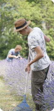 Lavendel